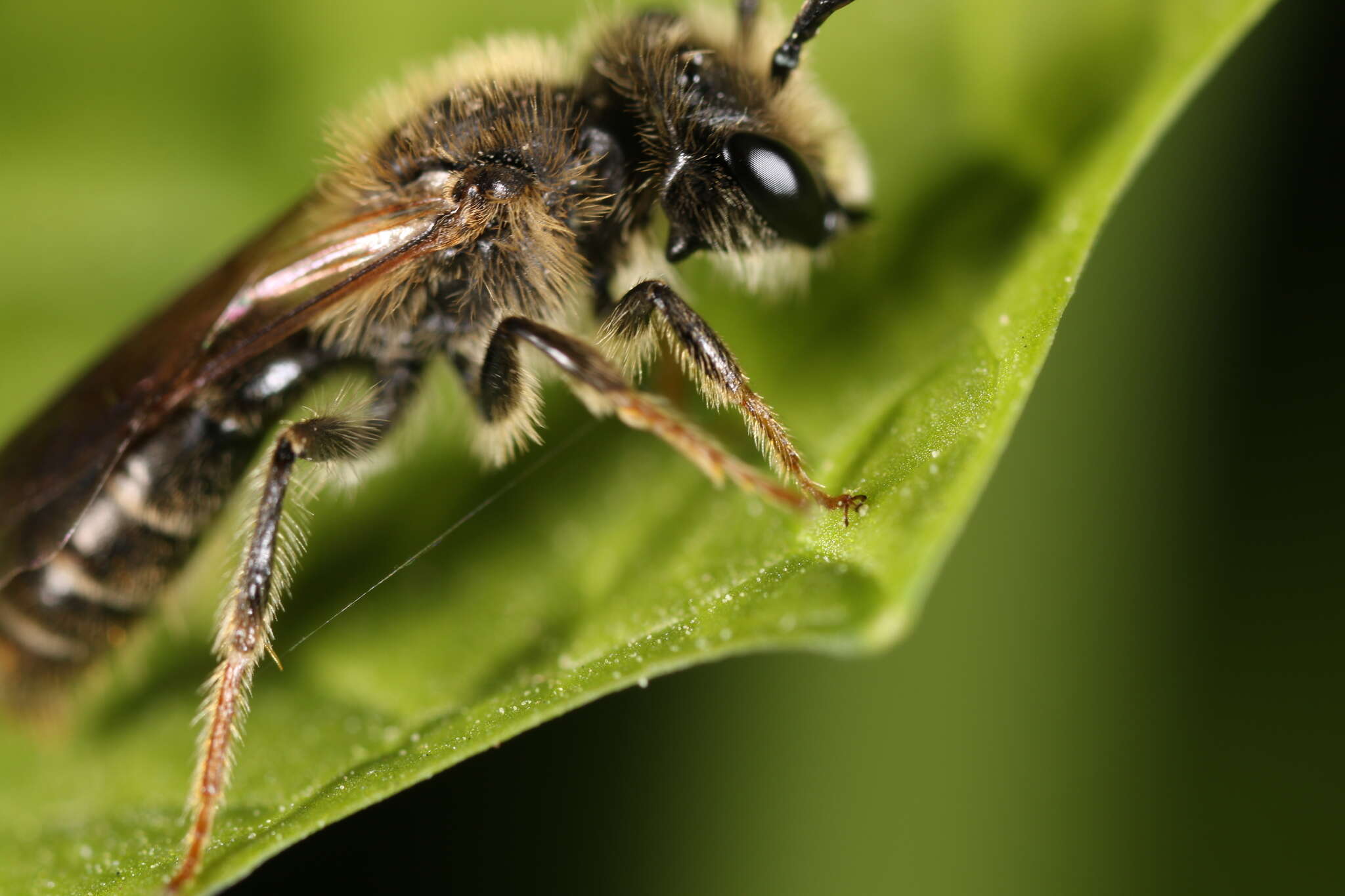 Image of Banks' Andrena