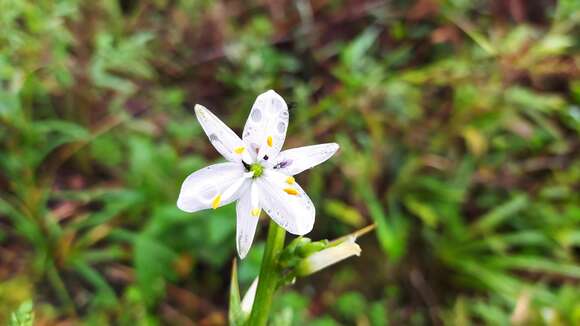 Image de Trihesperus latifolius (Kunth) Herb.