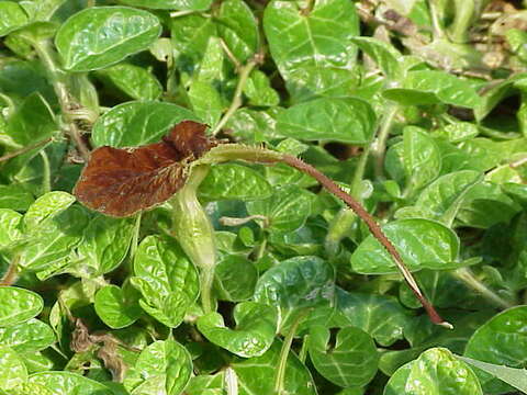 Image of Aristolochia lindneri A. Berger