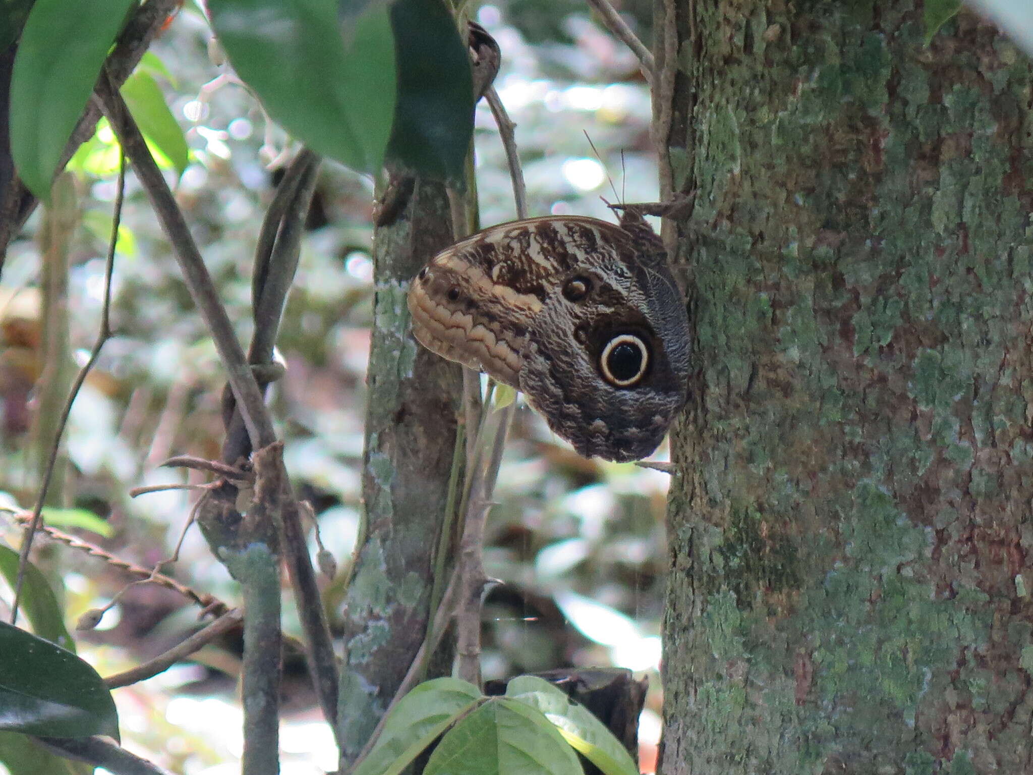 Image of Caligo teucer Linnaeus 1758