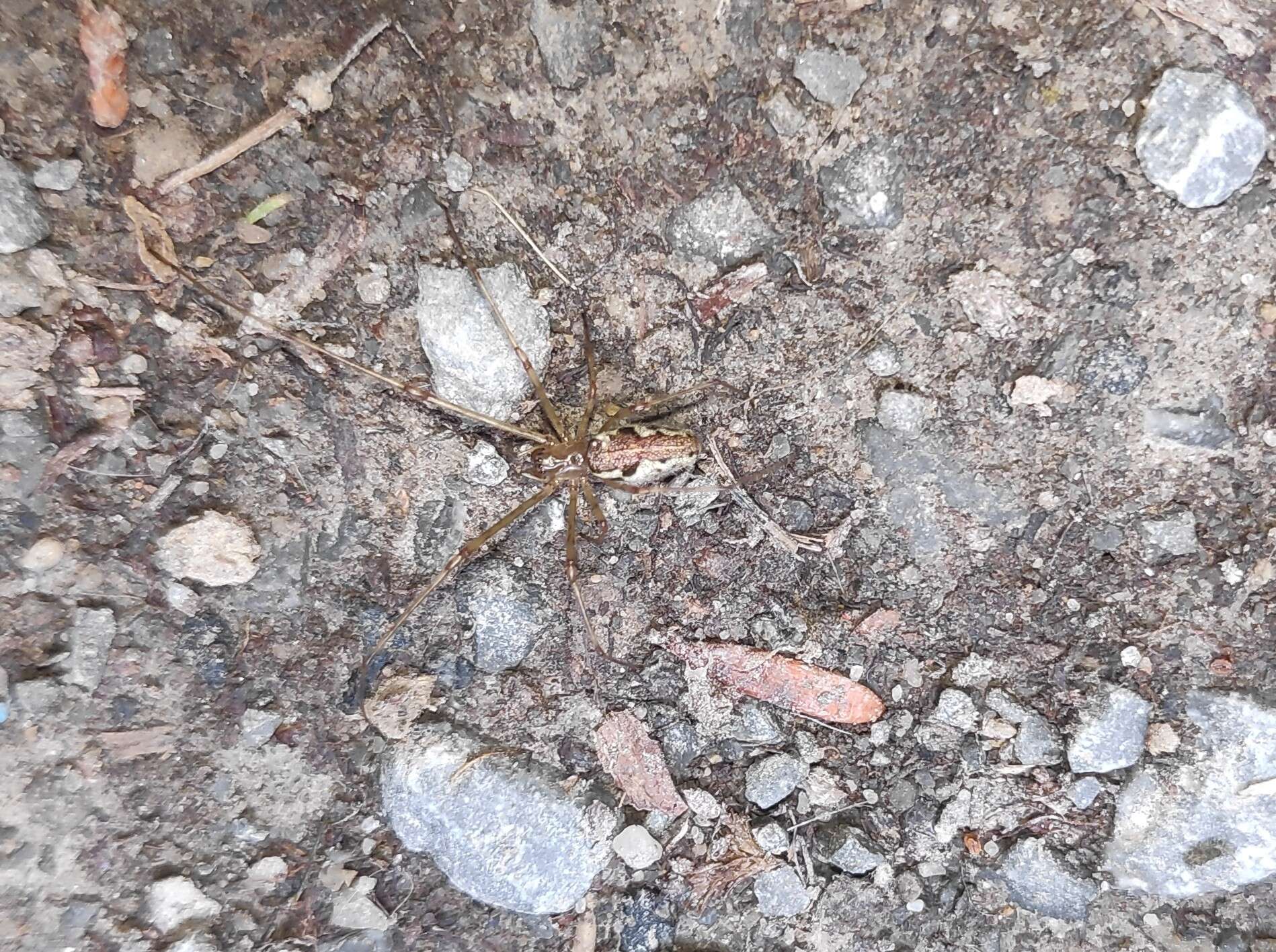 Image de Tetragnatha obtusa C. L. Koch 1837