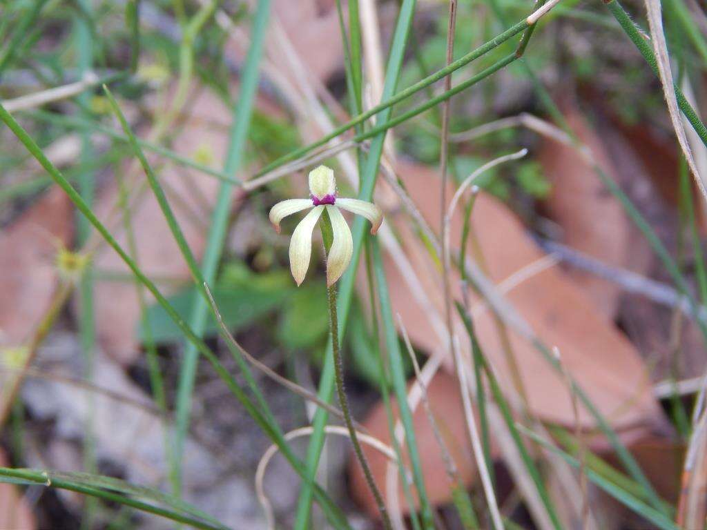 Image of Caladenia testacea R. Br.