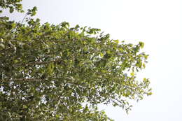 Image of Common Birch