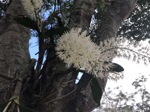 Image of Dendrobium speciosum var. hillii Mast.