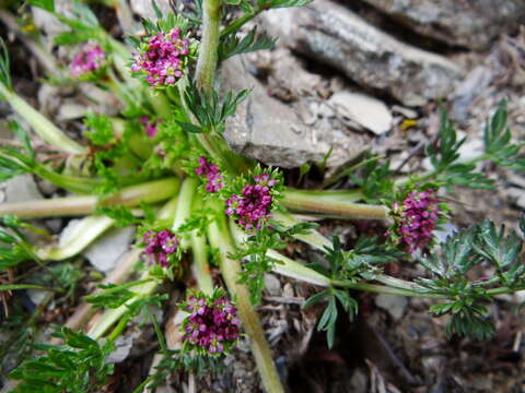 Image of Chaerophyllum taiwanianum (Masam.) K. F. Chung