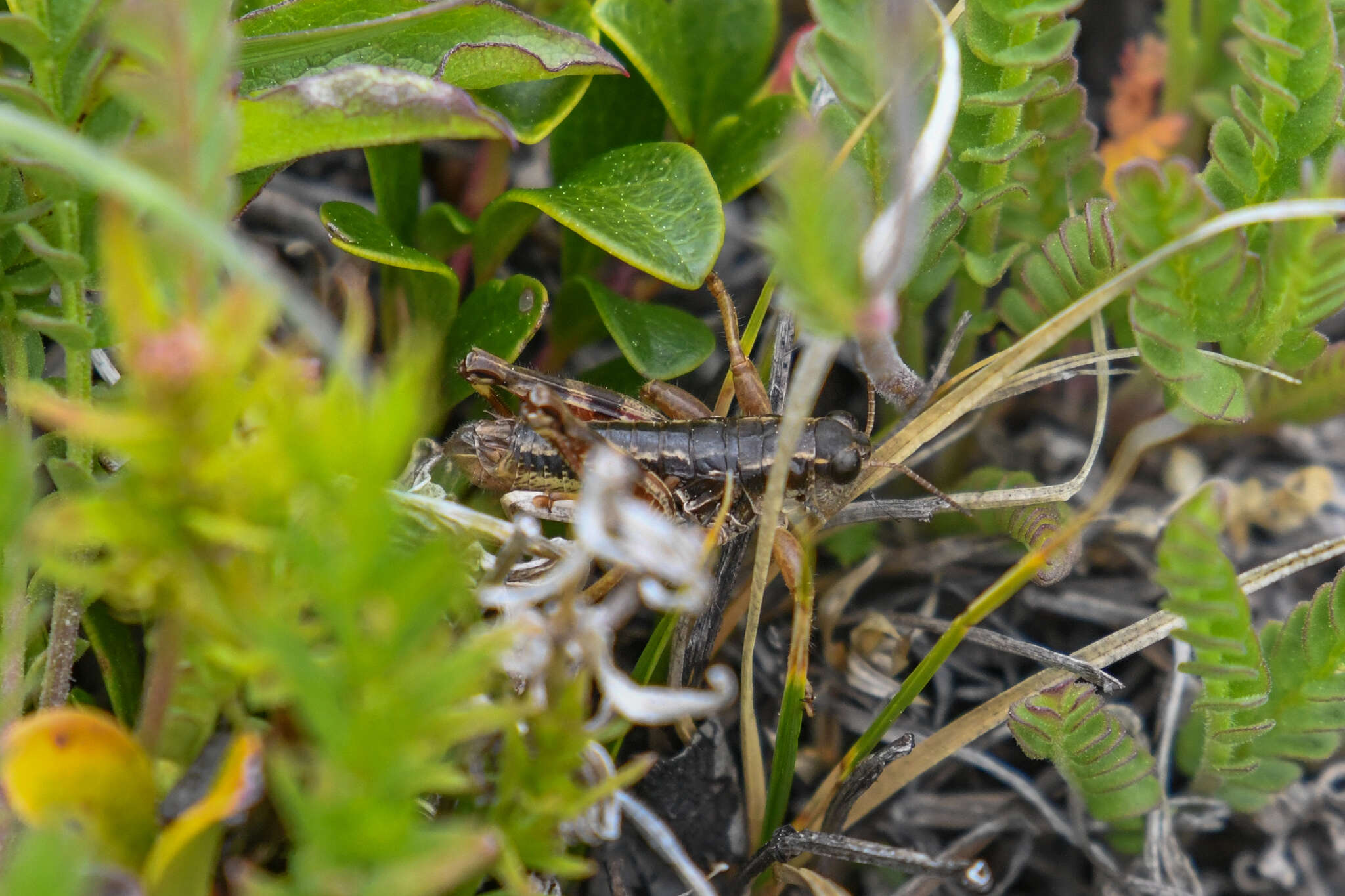 Buckellacris chilcotinae (Hebard 1922)的圖片