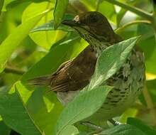 Image of Maranon Thrush