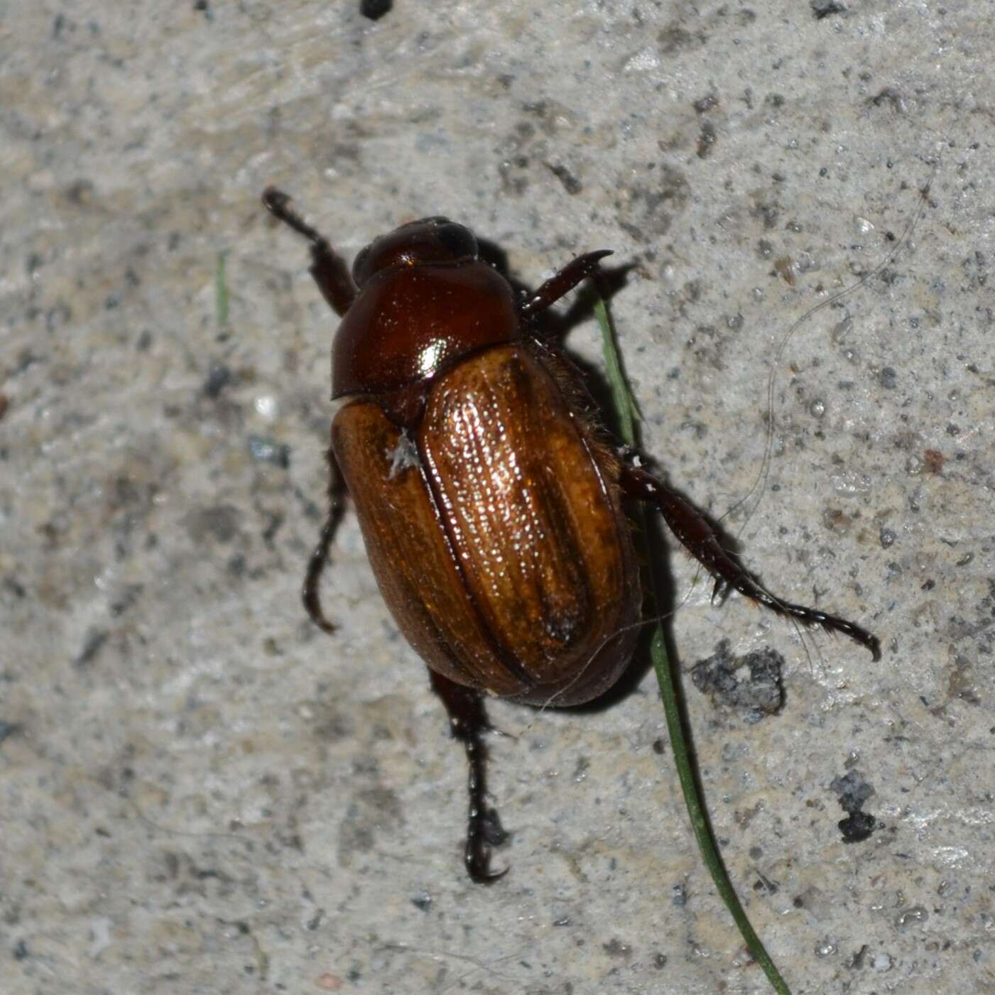 Image of Anomala flavipennis Burmeister 1844