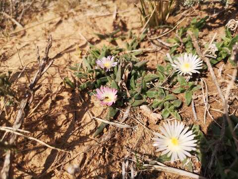 Image of Delosperma sutherlandii (Hook. fil.) N. E. Br.