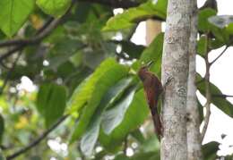 Image of Northern Barred Woodcreeper