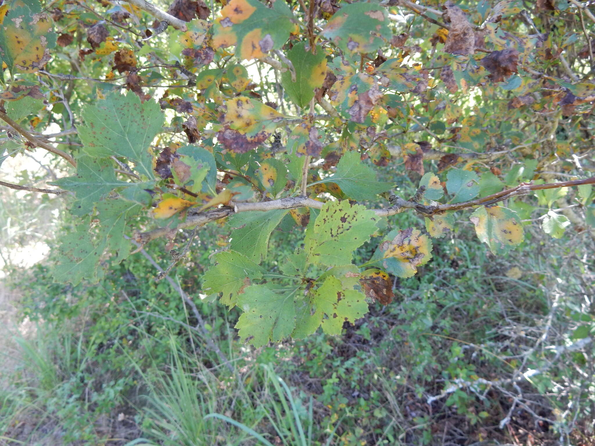 Image of Crataegus viridis var. glabriuscula (Sarg.) J. B. Phipps