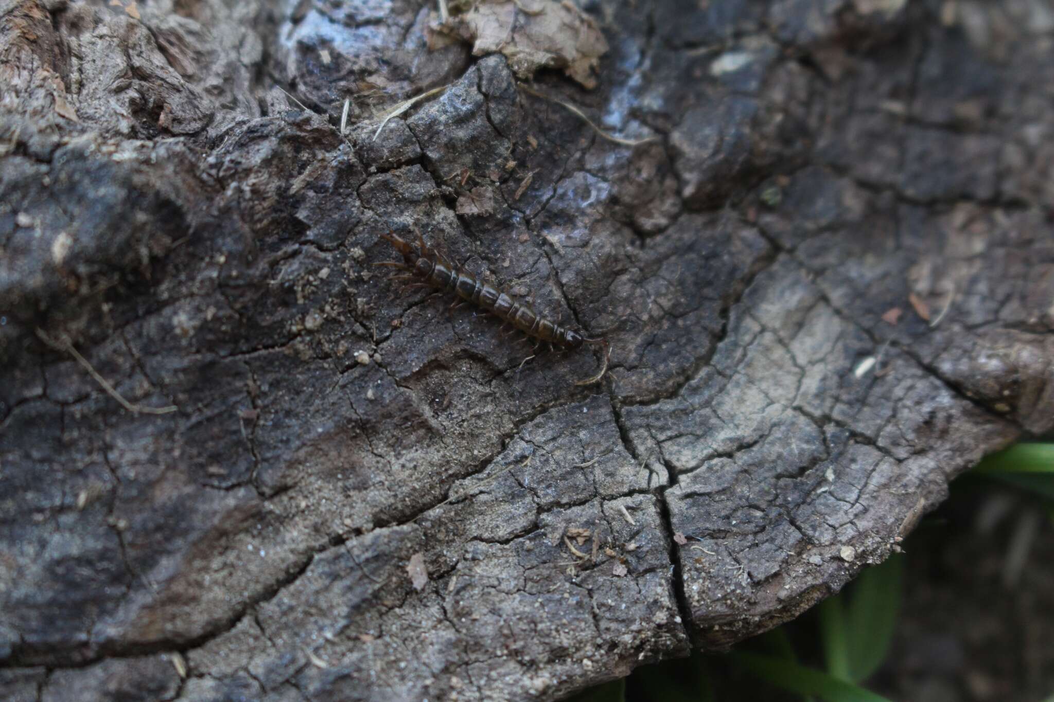 Image de Lithobius calcaratus C. L. Koch 1844