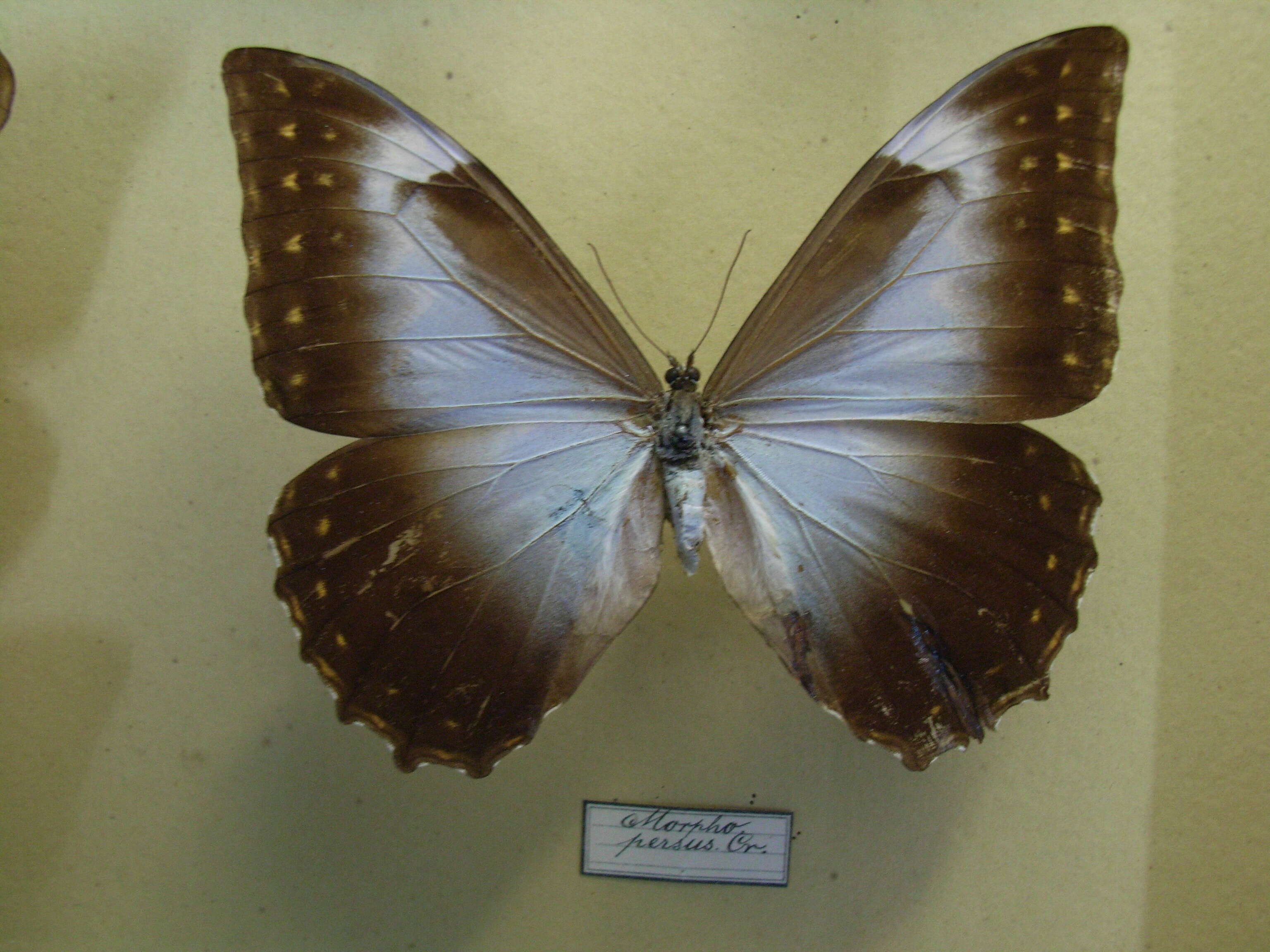 Sivun Morpho telemachus Linnaeus 1767 kuva