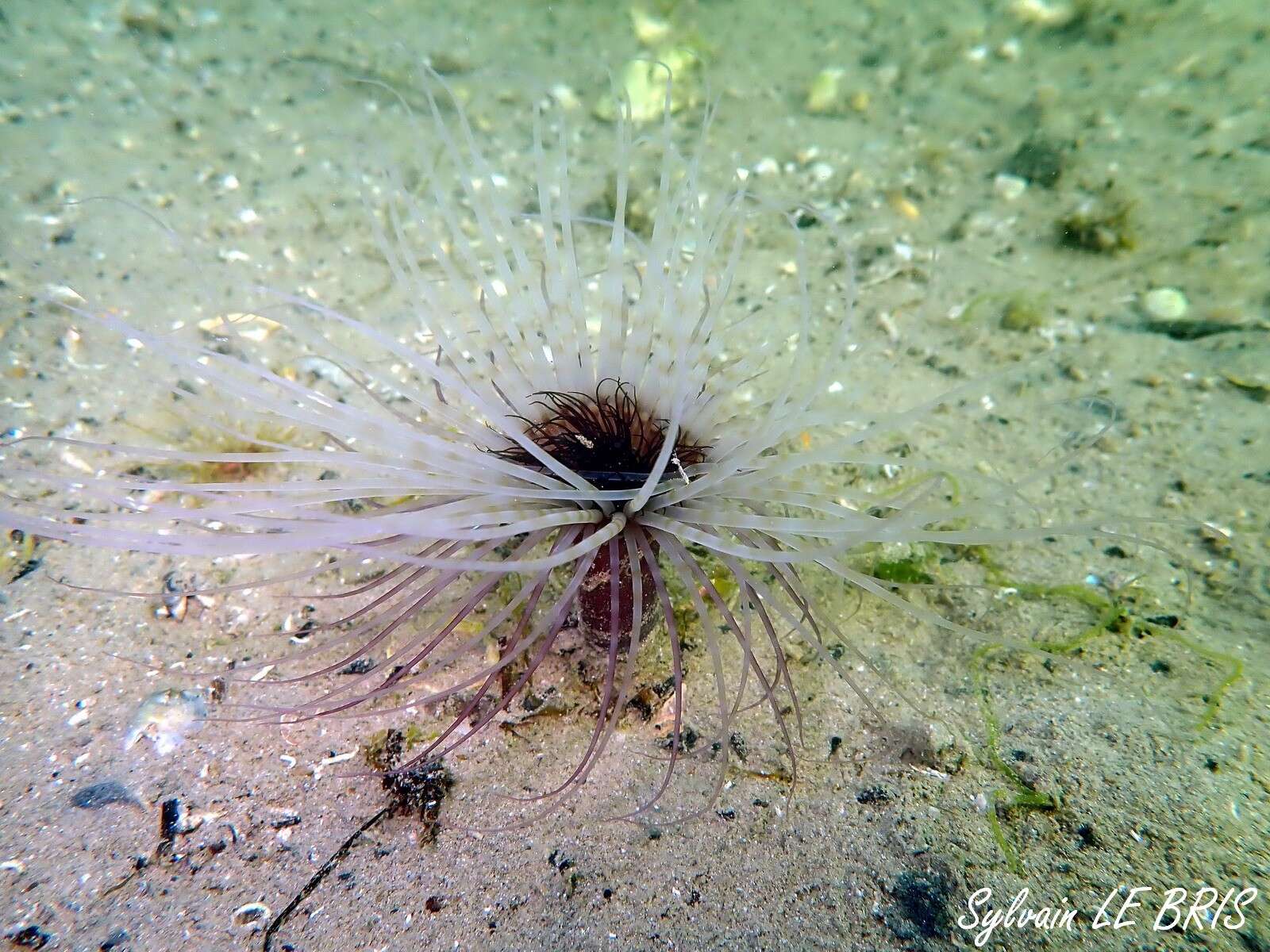 Image de Pachycerianthus solitarius (Rapp 1829)