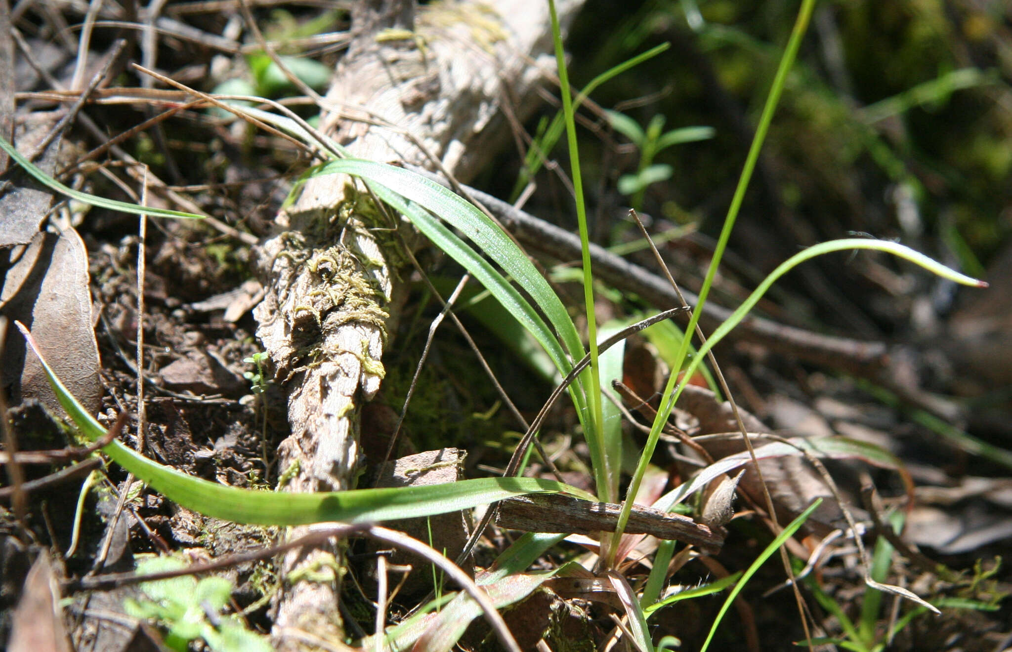 Image de Luzula meridionalis Nordenskiold