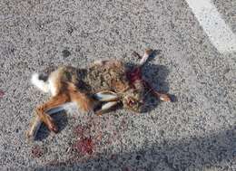 Image of Granada Hare