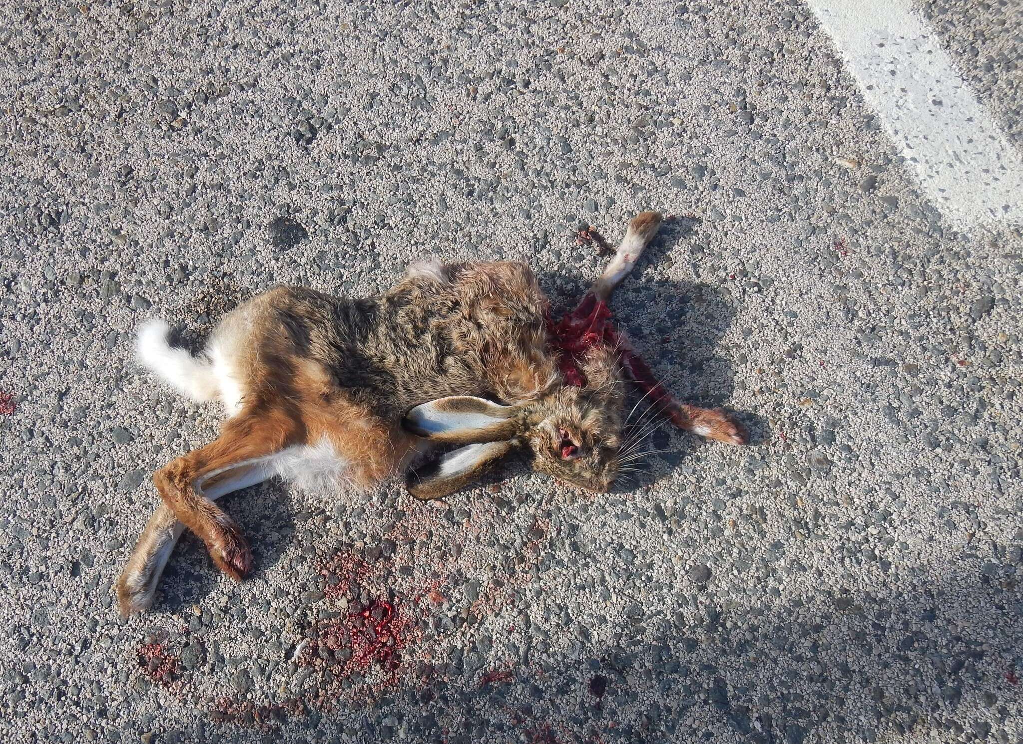 Image of Granada Hare