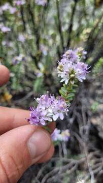 Image of Veronica pimeleoides Hook. fil.