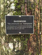 Image of American basswood