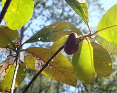 Image of Ogeechee tupelo