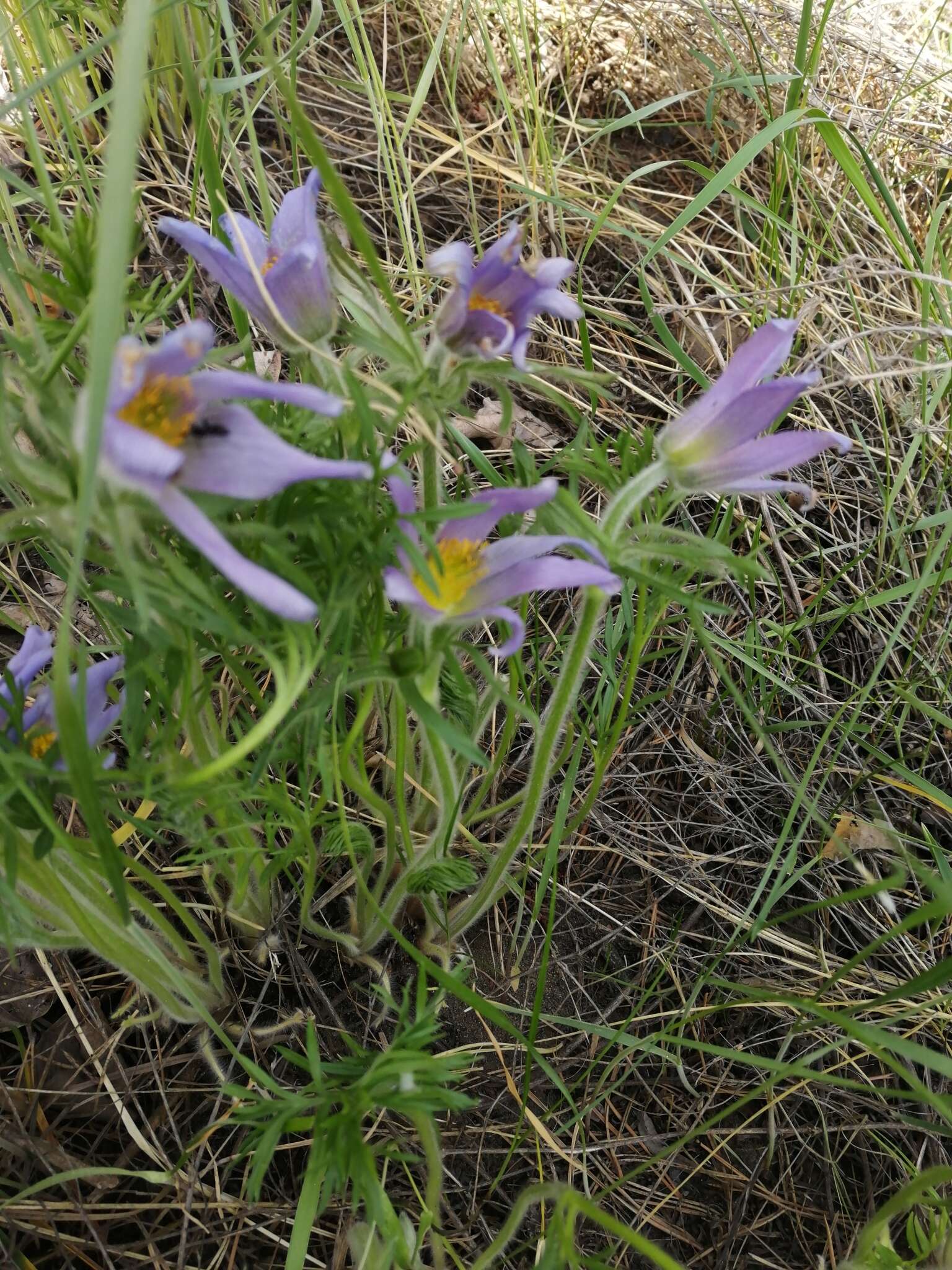 Imagem de Pulsatilla turczaninovii Krylov & Serg.