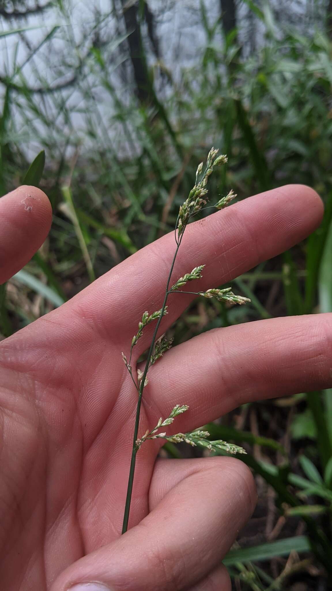 Image of Tall Manna Grass