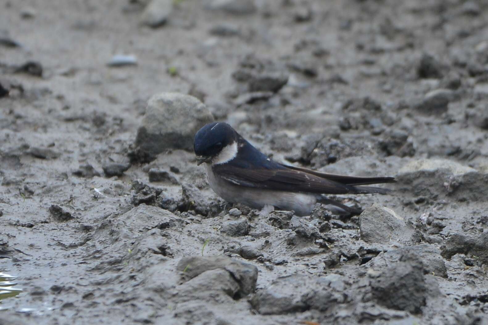 Image of Asian House Martin