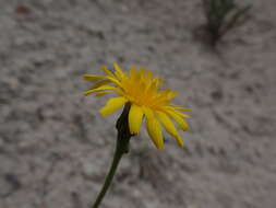 Image de Leontodon hyoseroides subsp. pseudocrispus (Bisch.) Greuter