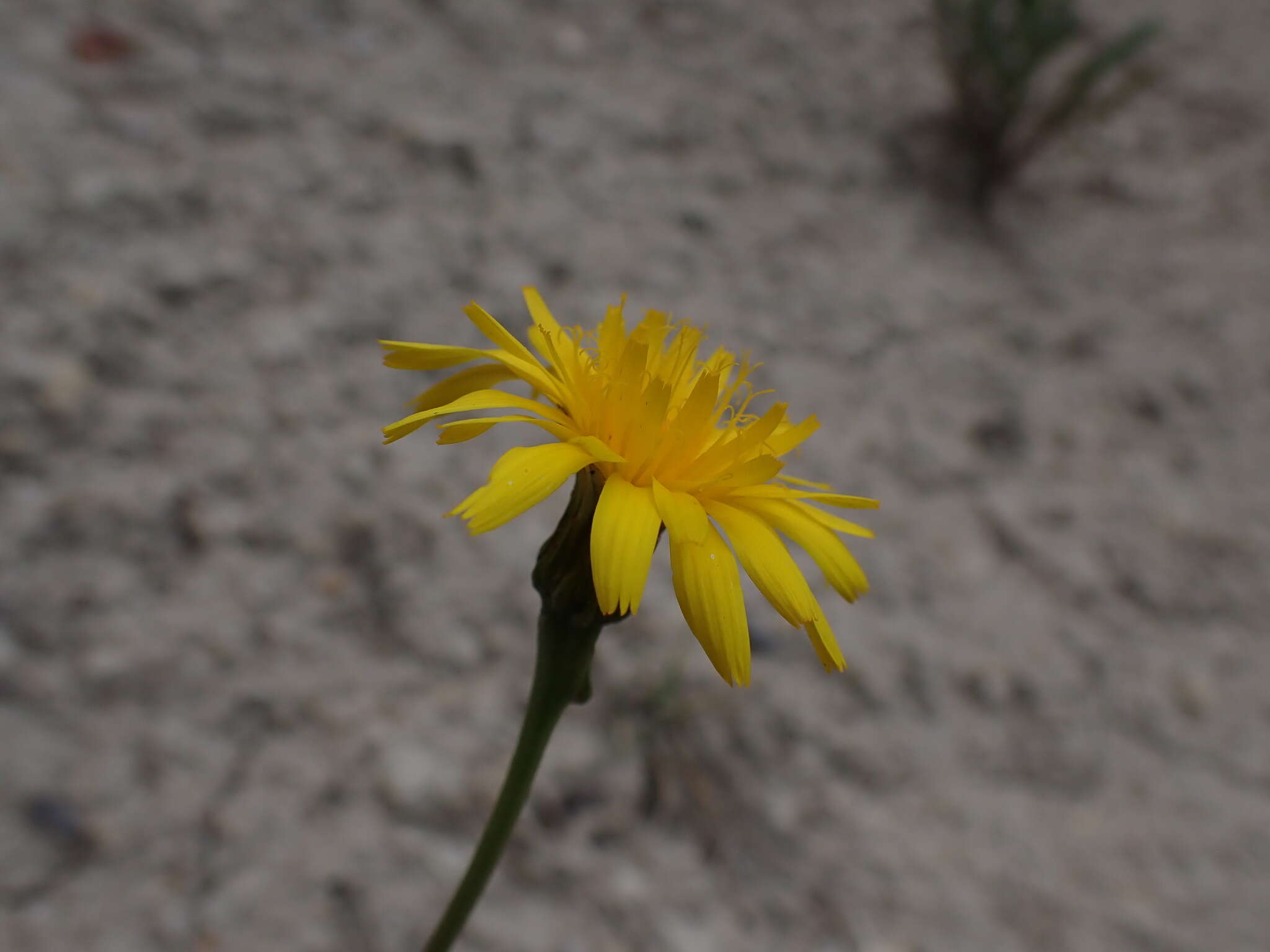 Image of Leontodon hyoseroides subsp. pseudocrispus (Bisch.) Greuter