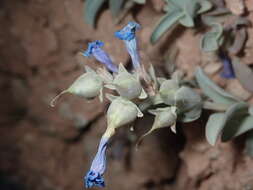 Image of Red Canyon beardtongue