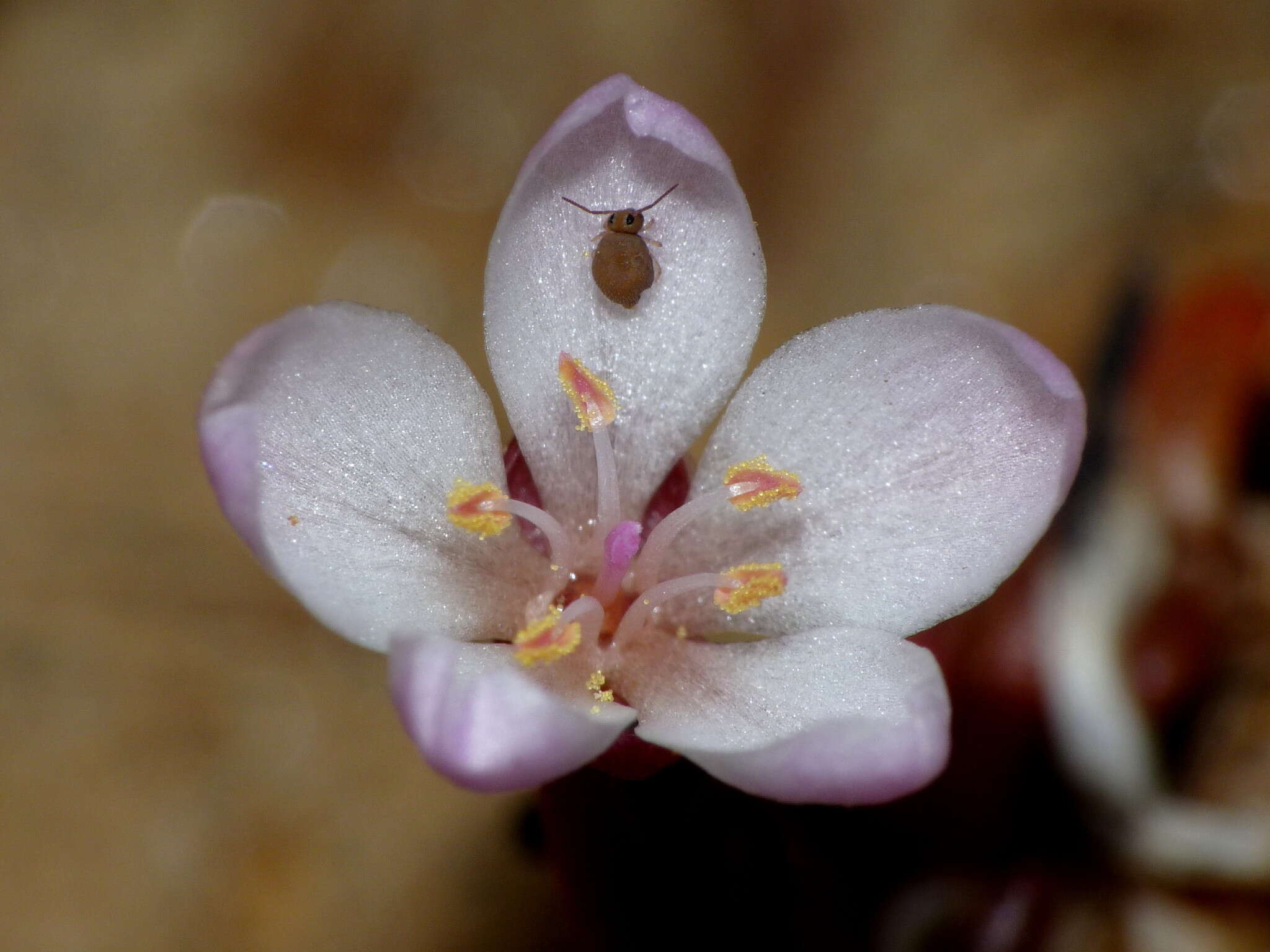 Image of Montia racemosa (Buchanan) Heenan