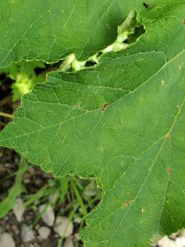 صورة Heracleum sphondylium subsp. elegans (Jacq.) Schübl. & G. Martens