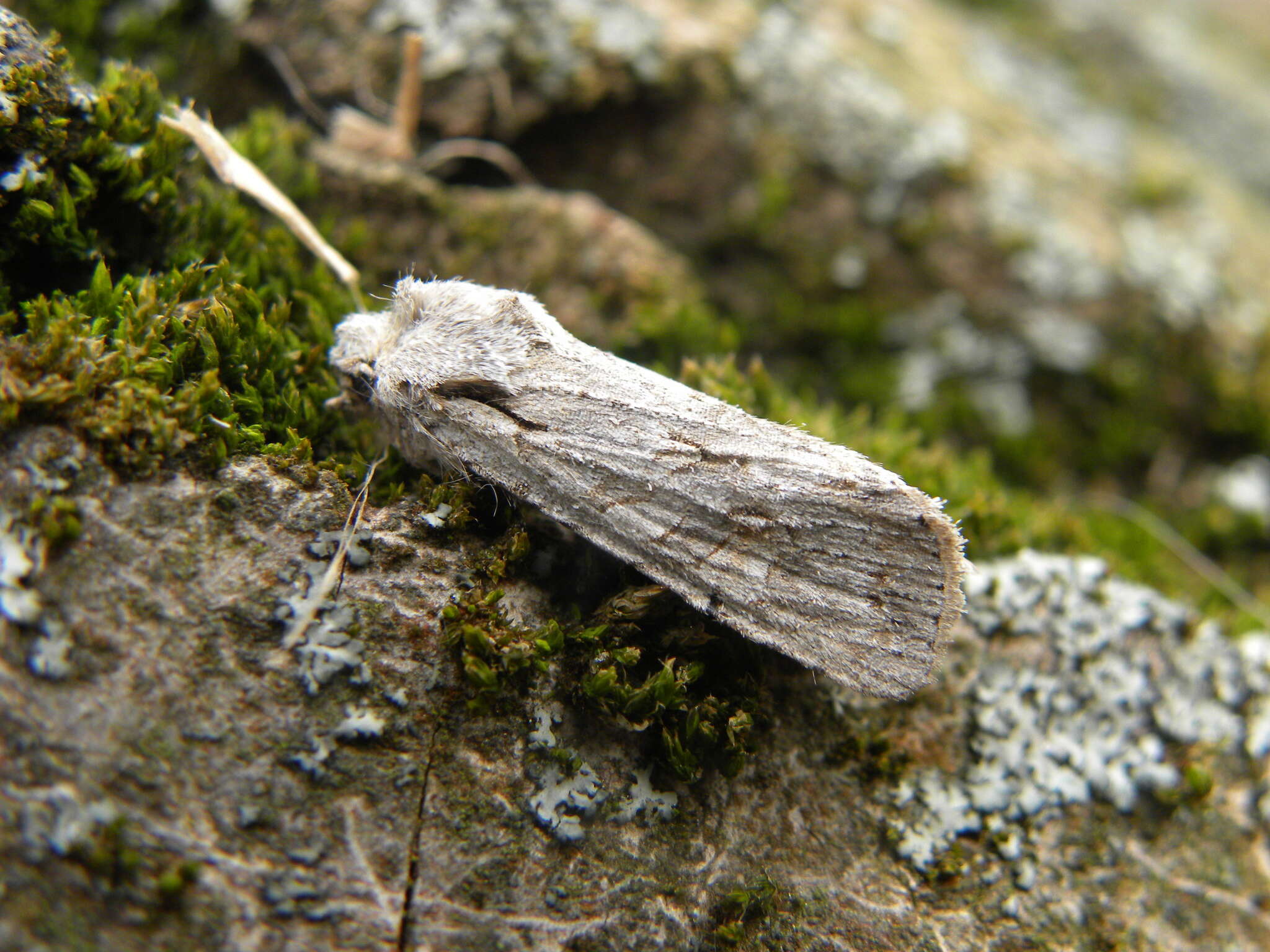 Image of grey shoulder-knot