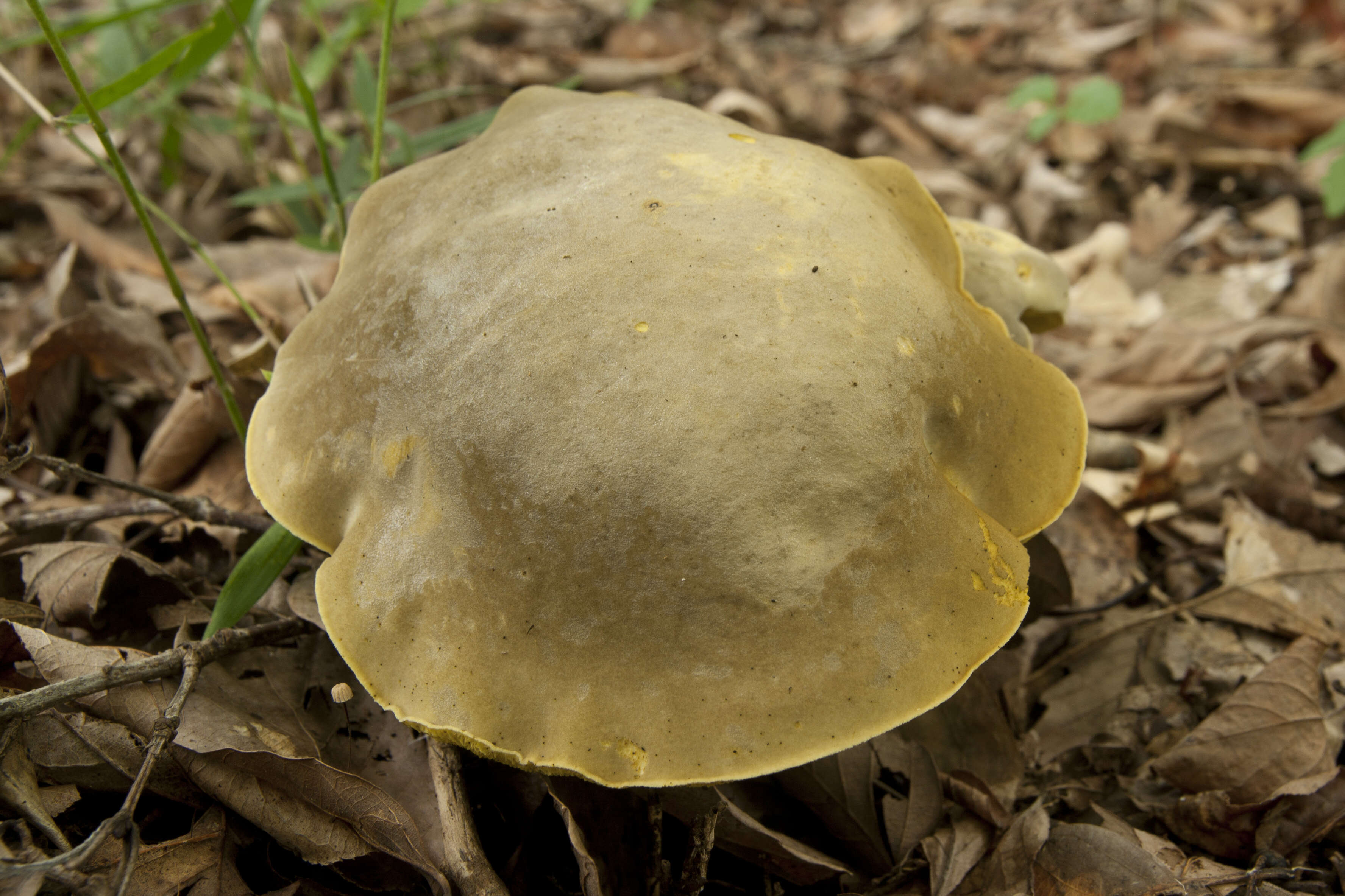 Слика од Retiboletus ornatipes Manfr. Binder & Bresinsky 2002