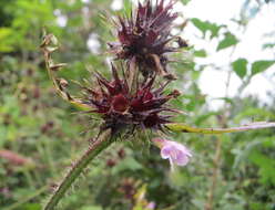 Image of Common hemp nettle