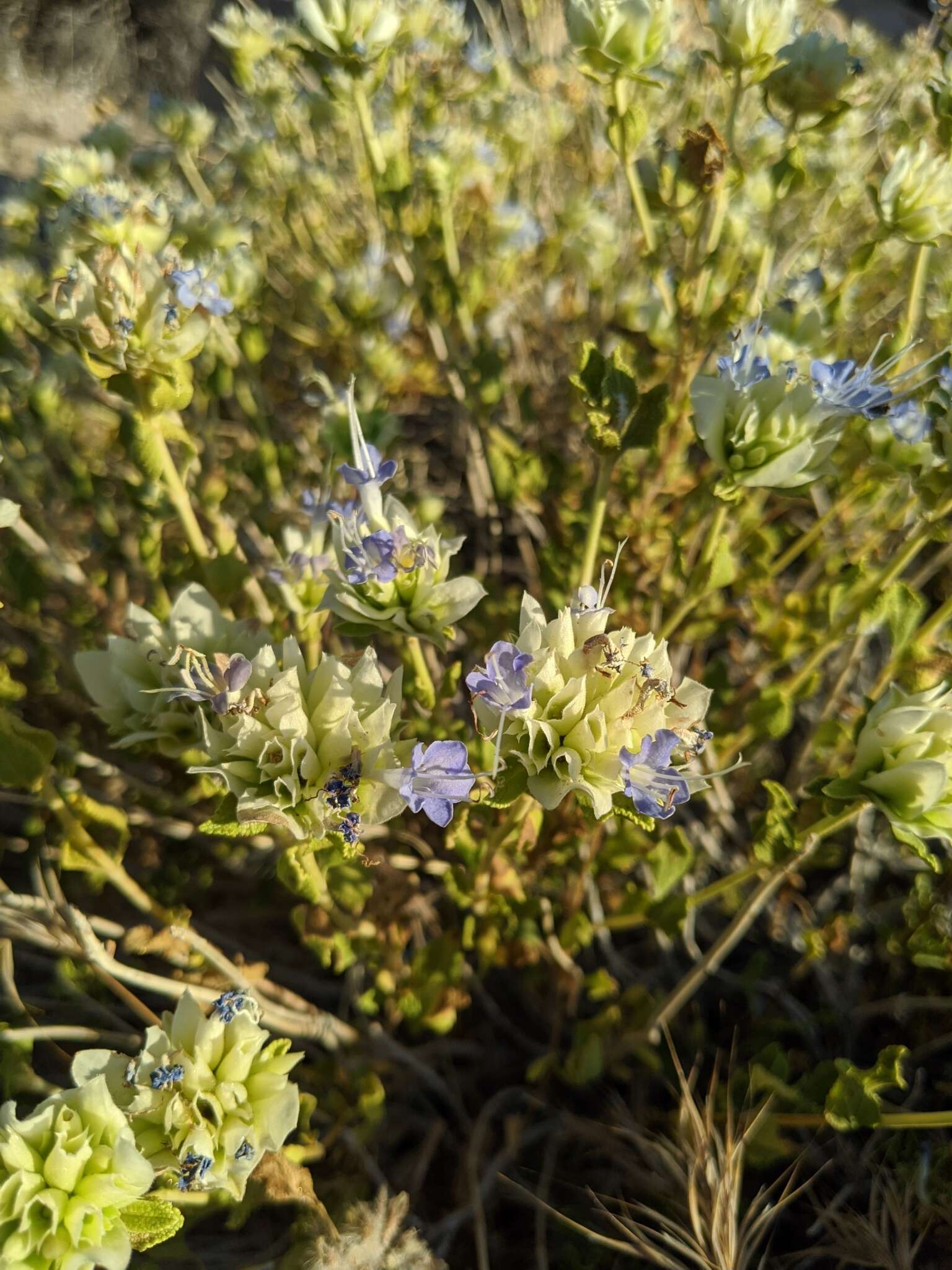 Image of Mojave sage