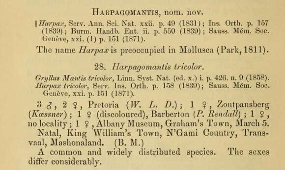 Image of Harpagomantis