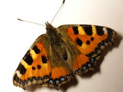 Imagem de Aglais urticae Linnaeus 1758