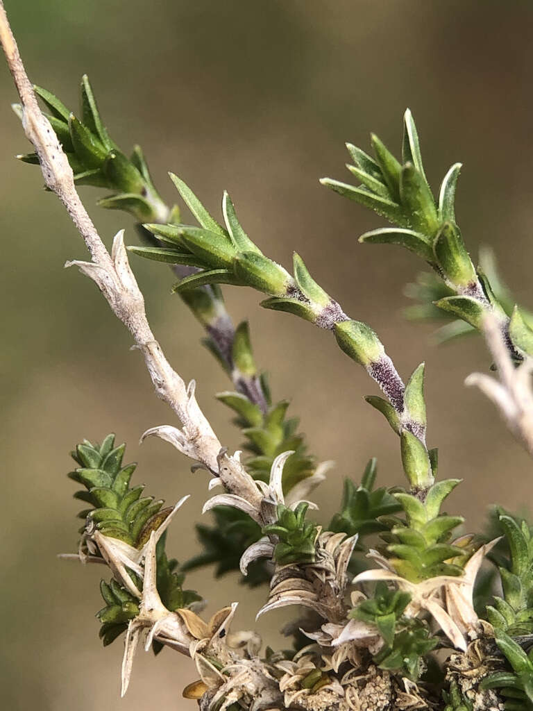 Слика од Arenaria aggregata (L.) Loisel.