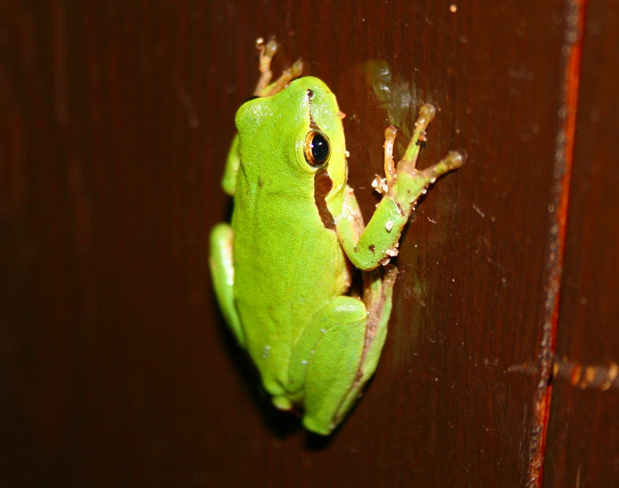 Image of Mediterranean Tree Frog