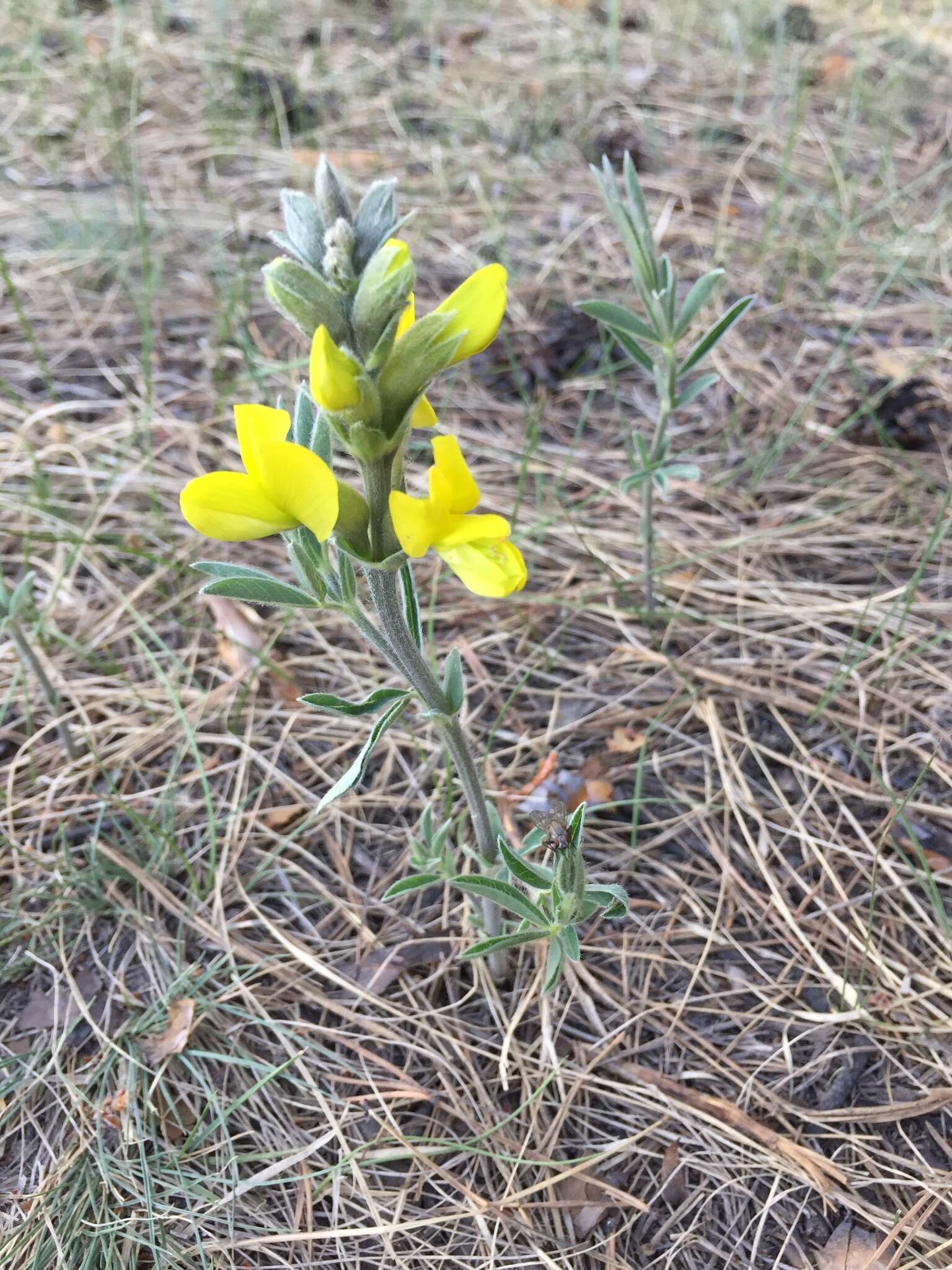 Слика од Thermopsis lanceolata R. Br.