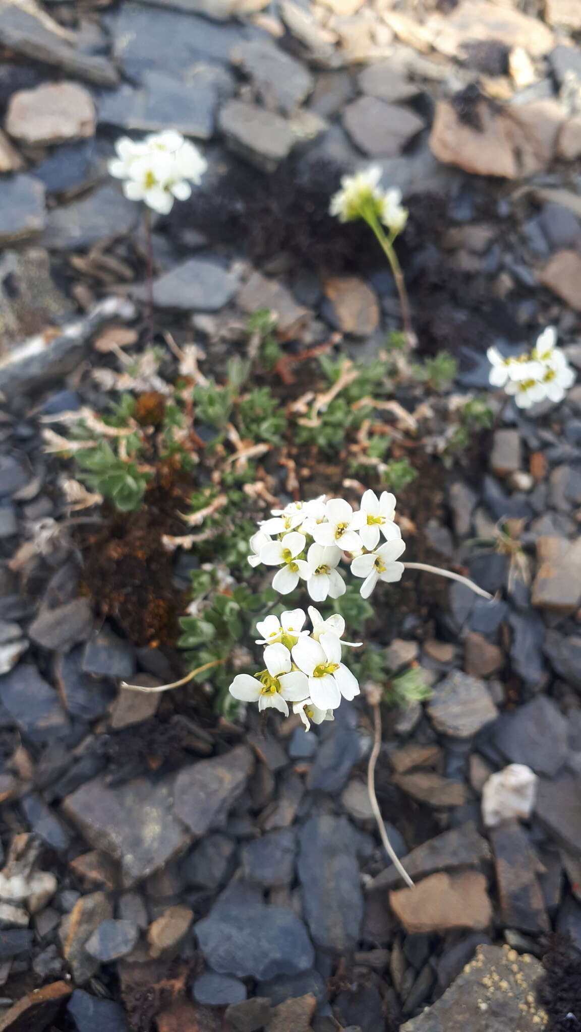 Sivun Draba palanderiana Kjellm. kuva