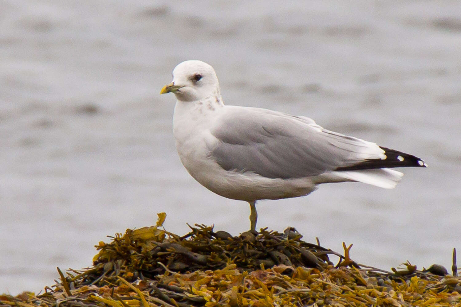 Image of common gull