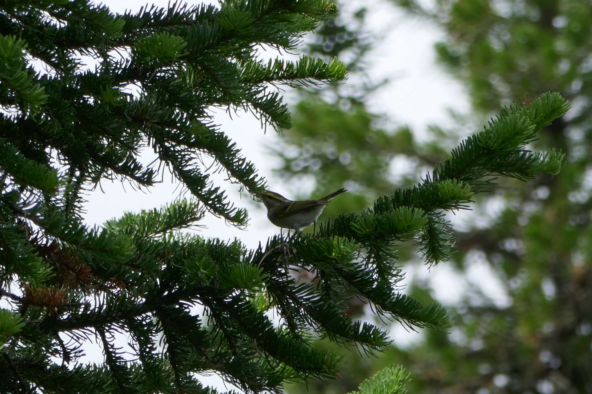 Image of Hume's Leaf Warbler