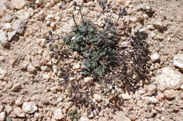 Image of sweetwater draba