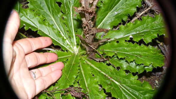Image of Berkheya carlinoides (Vahl) Willd.