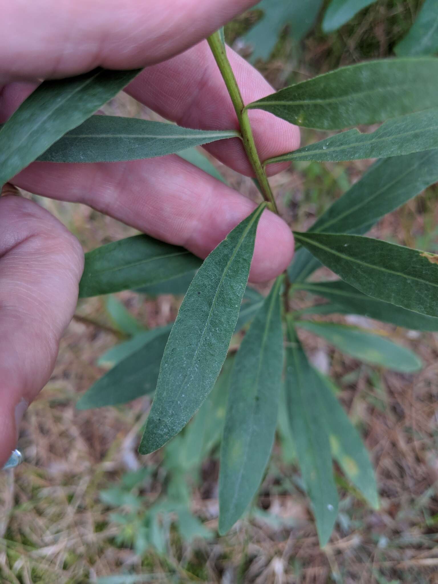 Image of showy goldenrod