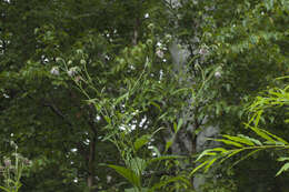 Imagem de Cirsium kamtschaticum Ledeb. ex DC.