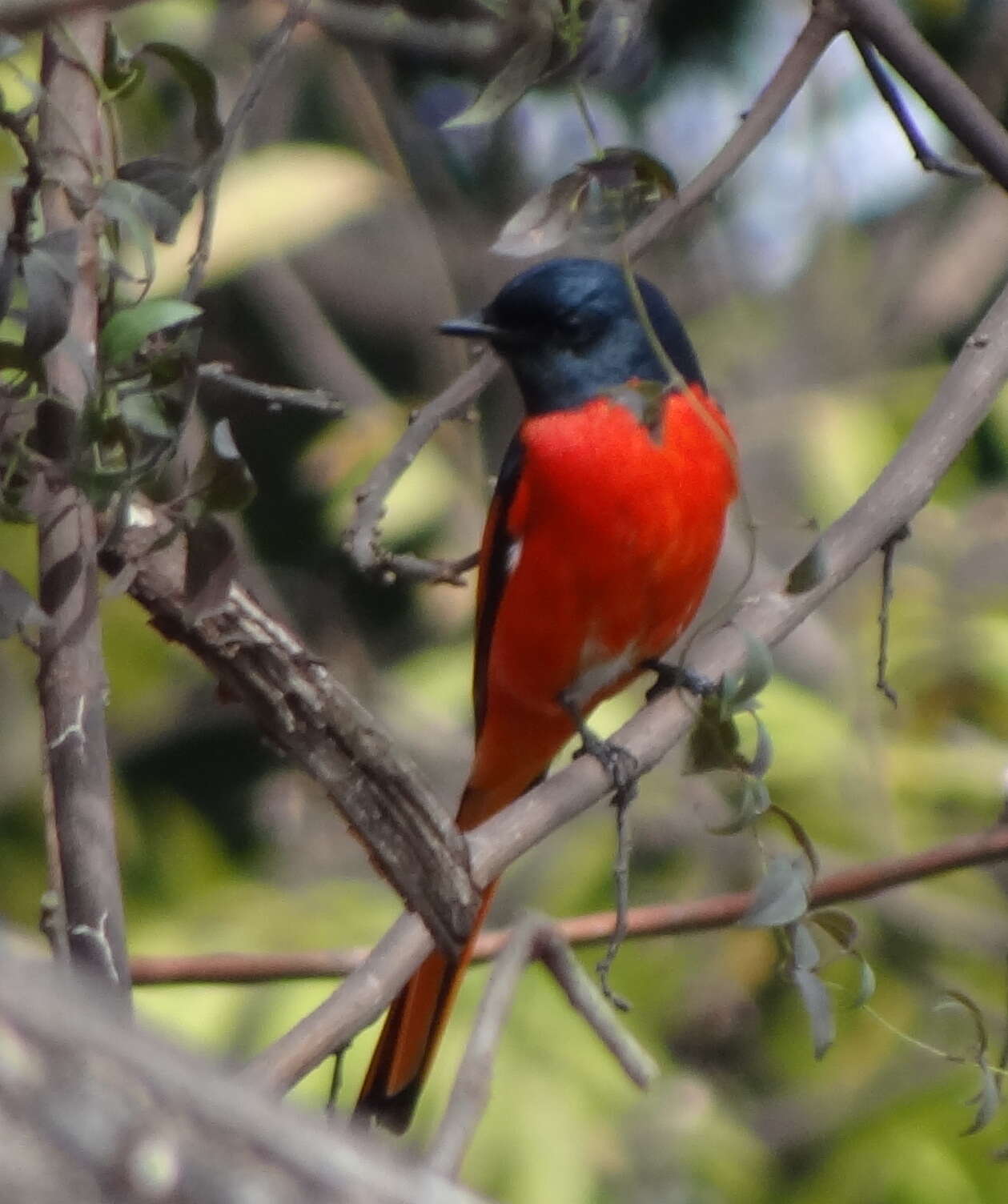 Image of Long-tailed Minivet