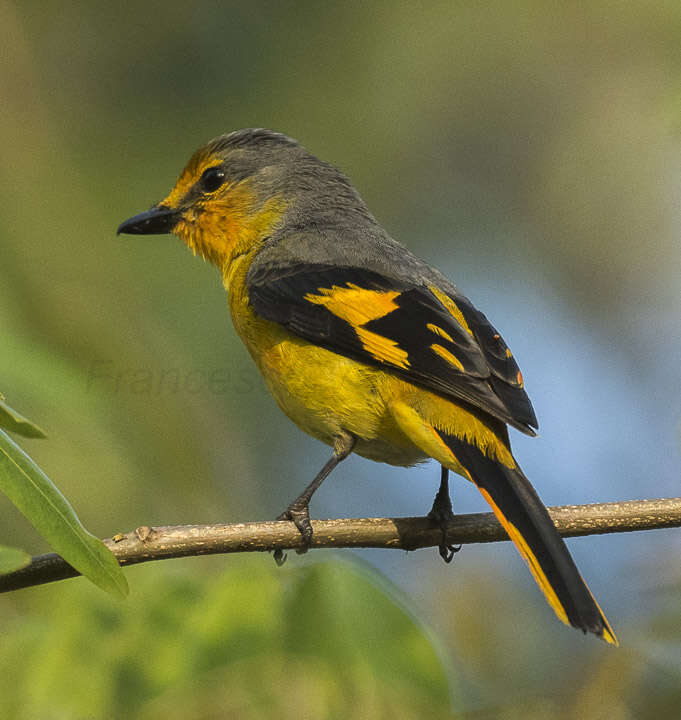 Image of Long-tailed Minivet